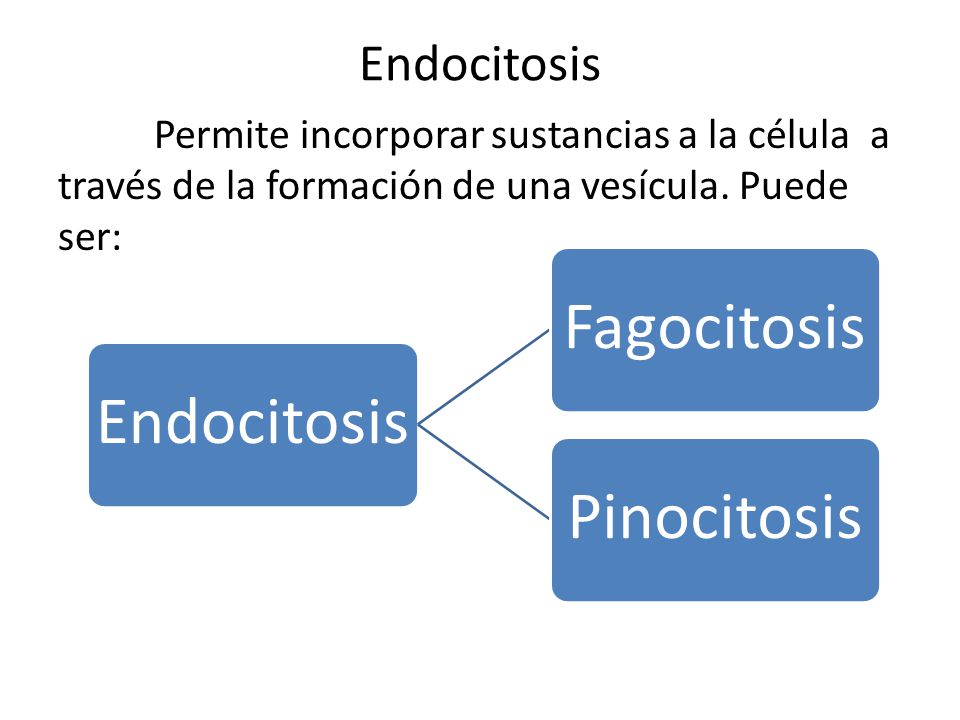 Endocitosis Permite incorporar sustancias a la célula a través de la formación de una vesícula. Puede ser: