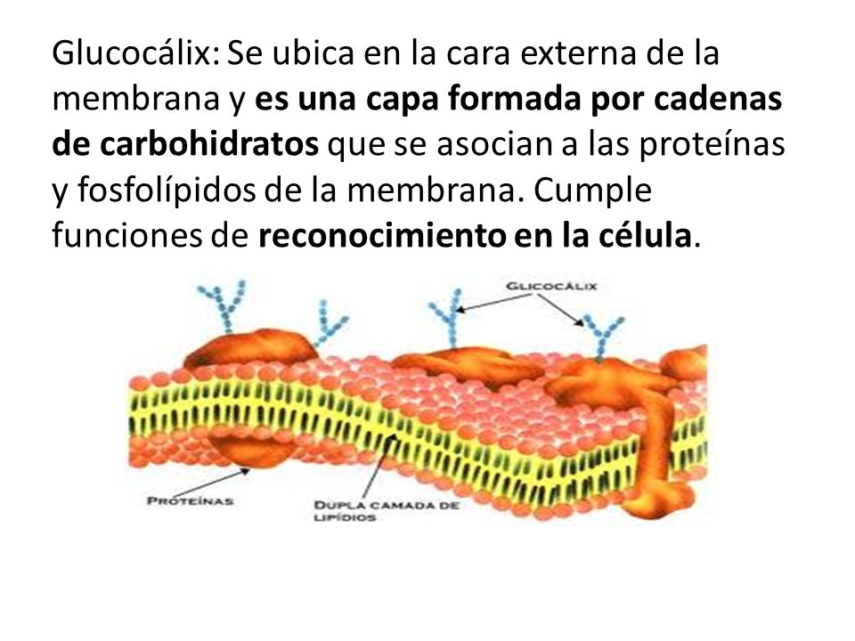 Glucocálix: Se ubica en la cara externa de la membrana y es una capa formada por cadenas de carbohidratos que se asocian a las proteínas y fosfolípidos de la membrana.