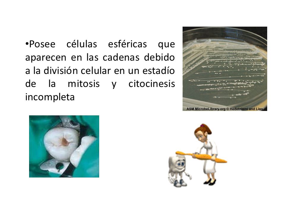 Posee células esféricas que aparecen en las cadenas debido a la división celular en un estadío de la mitosis y citocinesis incompleta