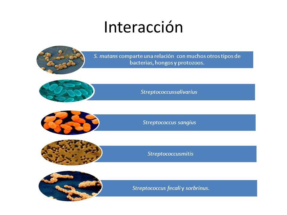Interacción S. mutans comparte una relación con muchos otros tipos de bacterias, hongos y protozoos.