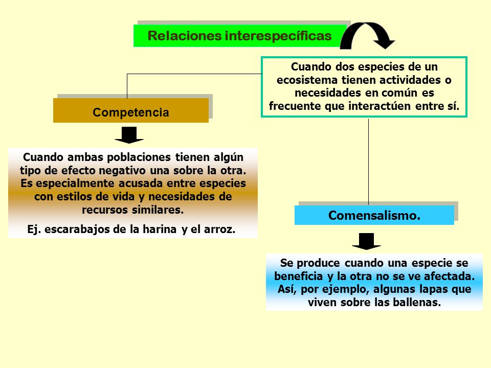 Relaciones interespecíficas Ej. escarabajos de la harina y el arroz.