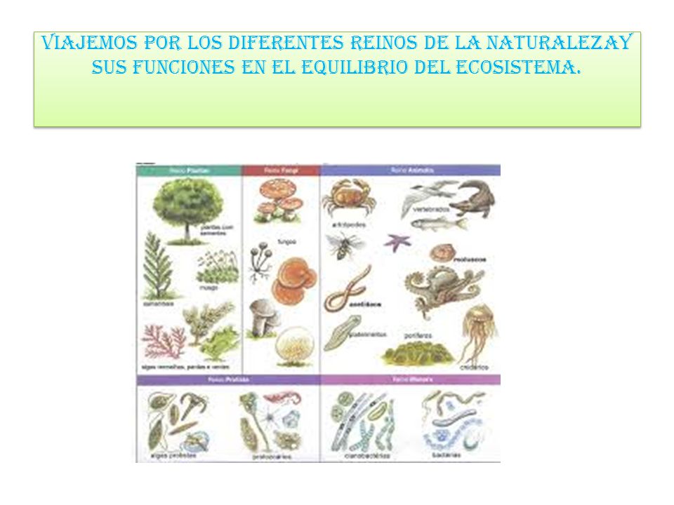 VIAJEMOS POR LOS DIFERENTES REINOS DE LA NATURALEZAY SUS FUNCIONES EN EL EQUILIBRIO DEL ECOSISTEMA.