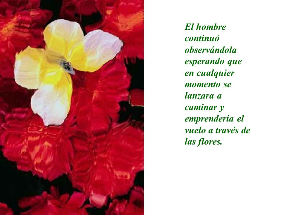 El hombre continuó observándola esperando que en cualquier momento se lanzara a caminar y emprendería el vuelo a través de las flores.