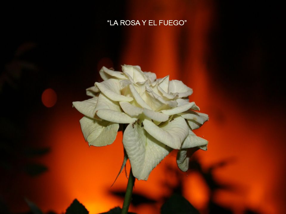 La Consagración LA ROSA Y EL FUEGO El Muy Sabio toma un papel y escribe encima el nombre simbólico del nuevo Caballero.