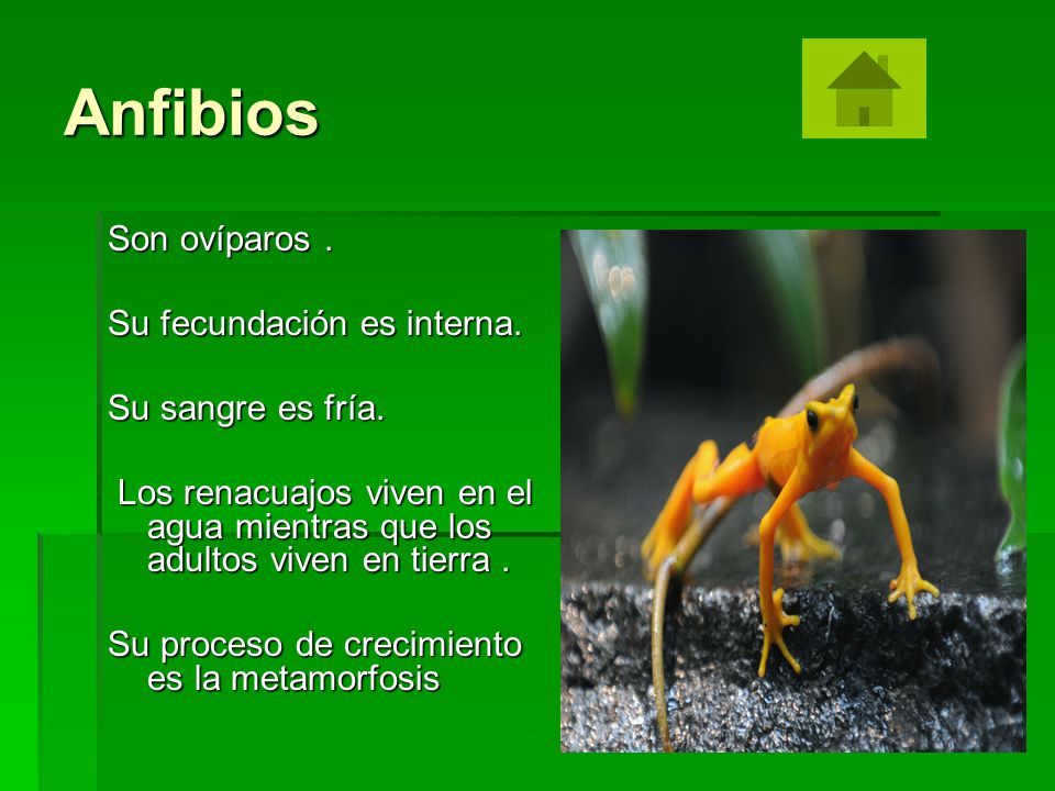 Anfibios Son ovíparos . Su fecundación es interna. Su sangre es fría.