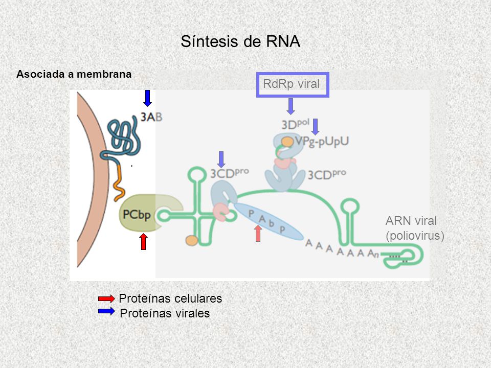 Síntesis de RNA RdRp viral ARN viral (poliovirus) Proteínas celulares