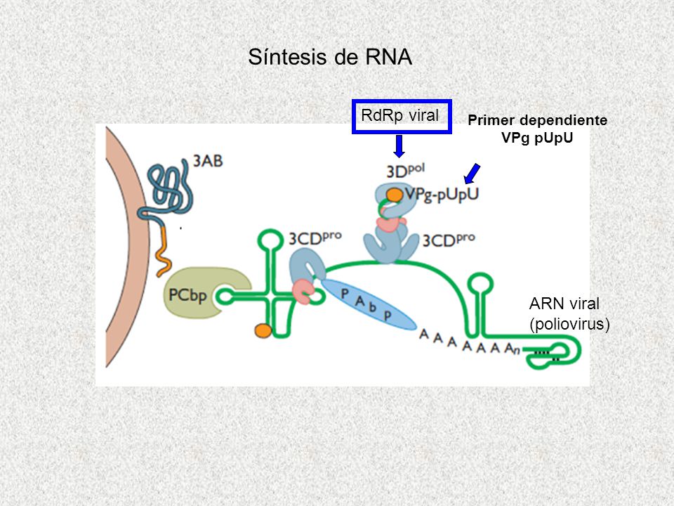 Síntesis de RNA RdRp viral ARN viral (poliovirus) Primer dependiente
