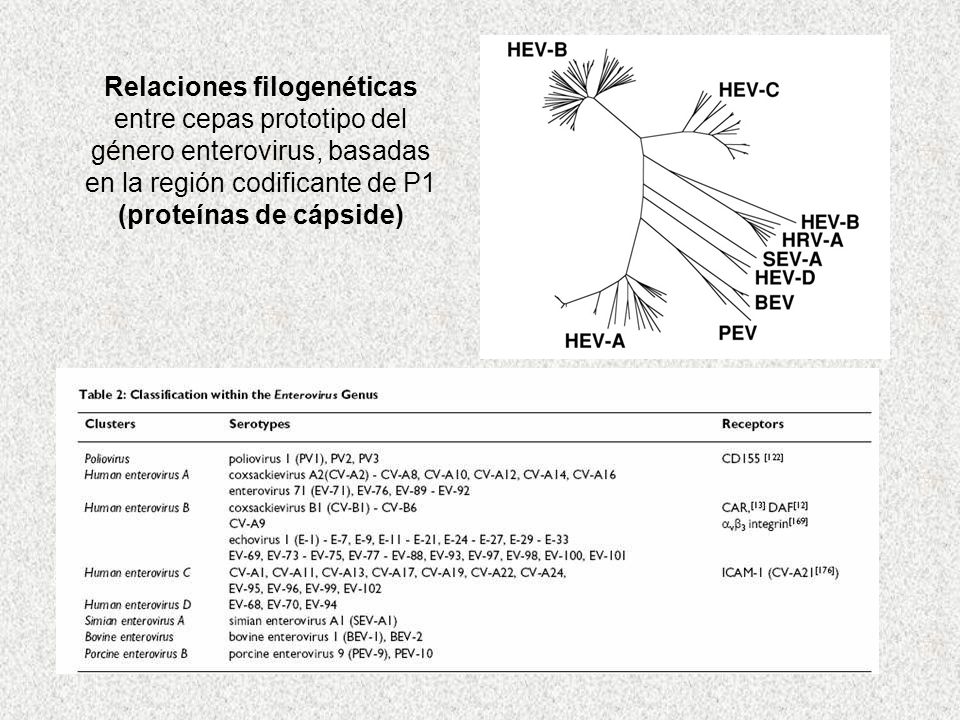 Relaciones filogenéticas entre cepas prototipo del género enterovirus, basadas en la región codificante de P1 (proteínas de cápside)