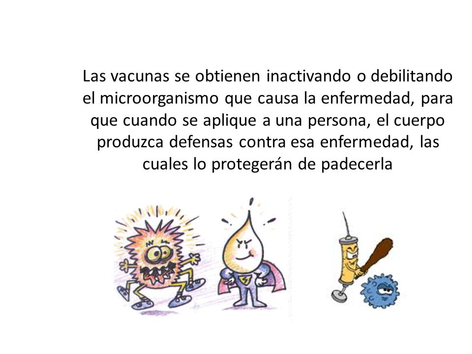 Las vacunas se obtienen inactivando o debilitando el microorganismo que causa la enfermedad, para que cuando se aplique a una persona, el cuerpo produzca defensas contra esa enfermedad, las cuales lo protegerán de padecerla