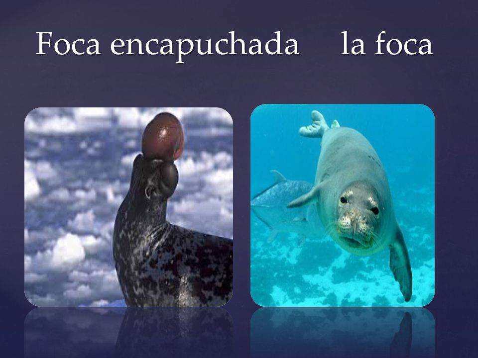 Foca encapuchada la foca