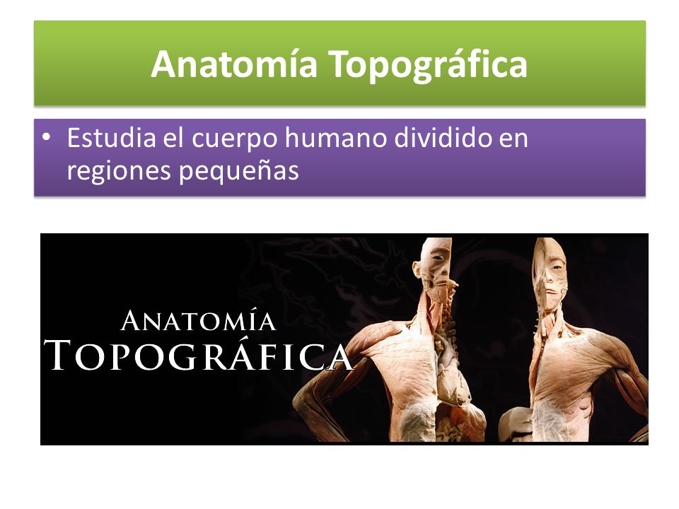 Anatomía Topográfica Estudia el cuerpo humano dividido en regiones pequeñas