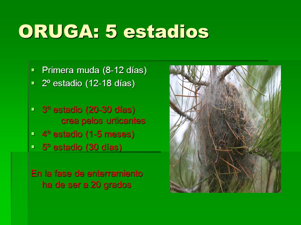 ORUGA: 5 estadios Primera muda (8-12 días) 2º estadio (12-18 días)