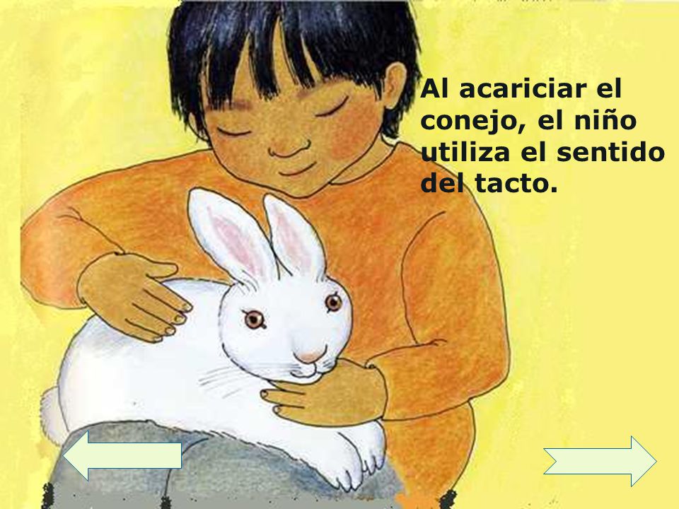 Al acariciar el conejo, el niño utiliza el sentido del tacto.