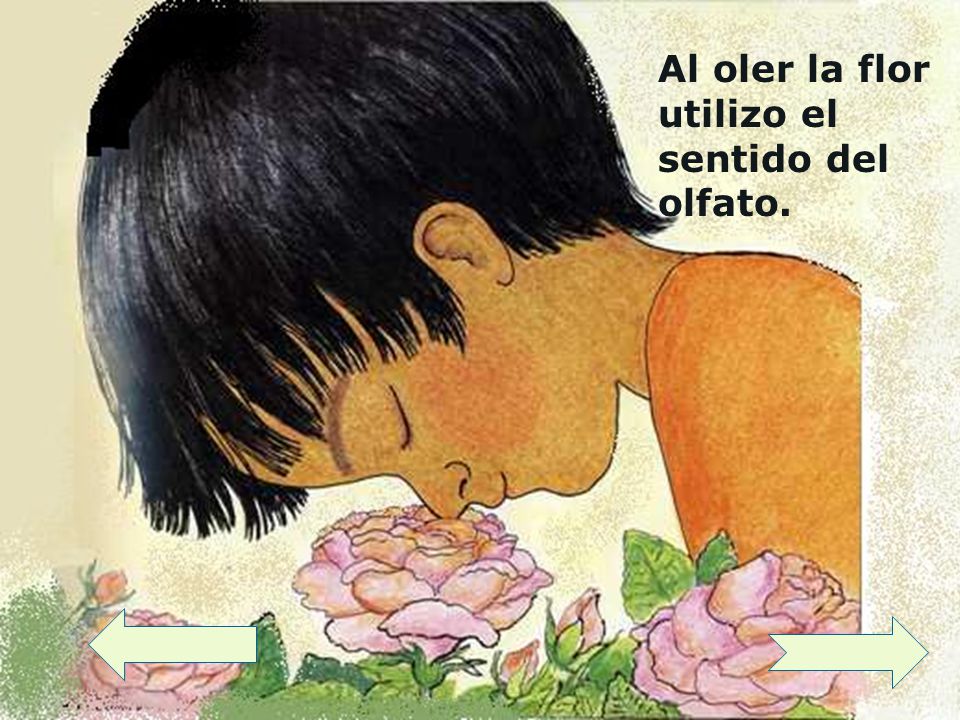 Al oler la flor utilizo el sentido del olfato.