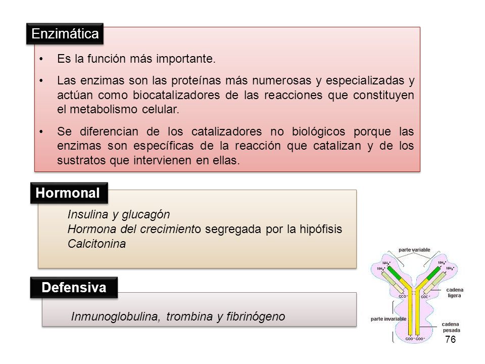 Enzimática Hormonal Defensiva Es la función más importante.