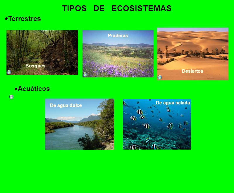 TIPOS DE ECOSISTEMAS Terrestres Acuáticos Praderas Bosques Desiertos