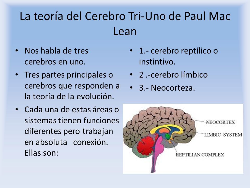 La teoría del Cerebro Tri-Uno de Paul Mac Lean