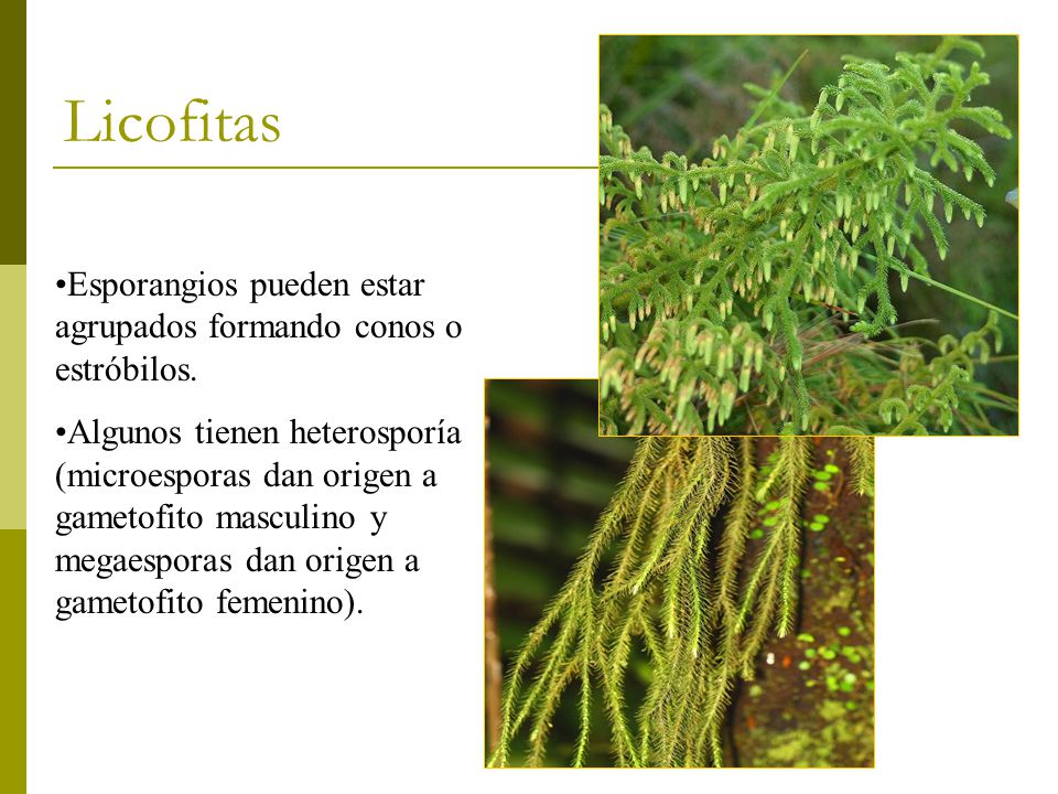 Licofitas Esporangios pueden estar agrupados formando conos o estróbilos.