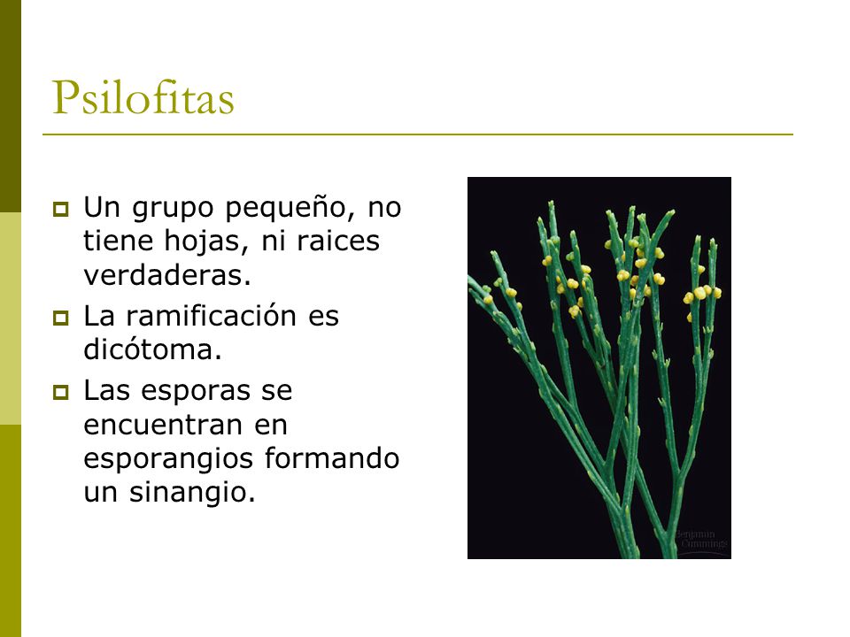 Psilofitas Un grupo pequeño, no tiene hojas, ni raices verdaderas.