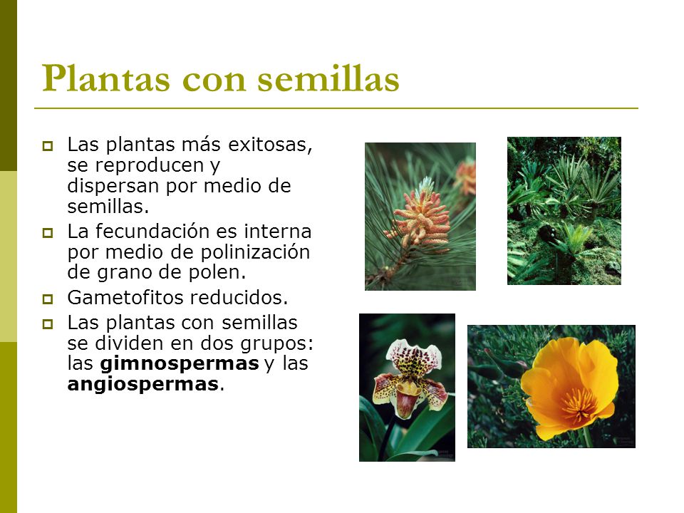 Plantas con semillas Las plantas más exitosas, se reproducen y dispersan por medio de semillas.