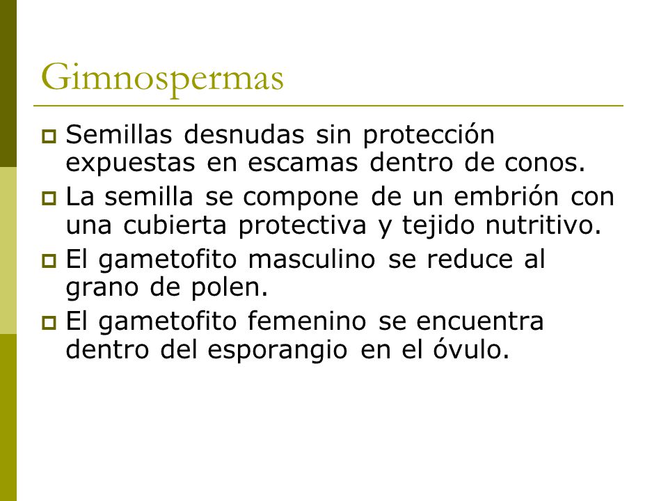 Gimnospermas Semillas desnudas sin protección expuestas en escamas dentro de conos.