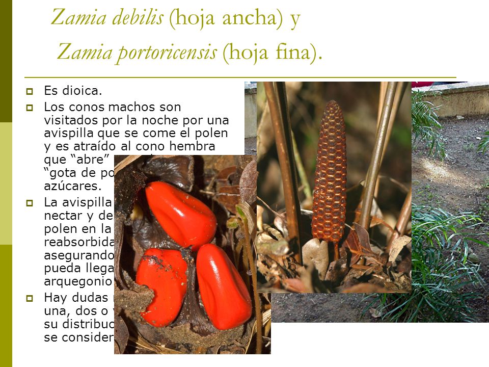 Zamia debilis (hoja ancha) y Zamia portoricensis (hoja fina).
