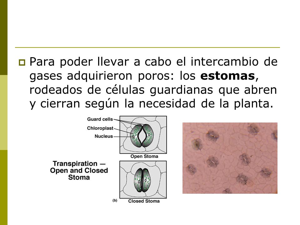 Para poder llevar a cabo el intercambio de gases adquirieron poros: los estomas, rodeados de células guardianas que abren y cierran según la necesidad de la planta.