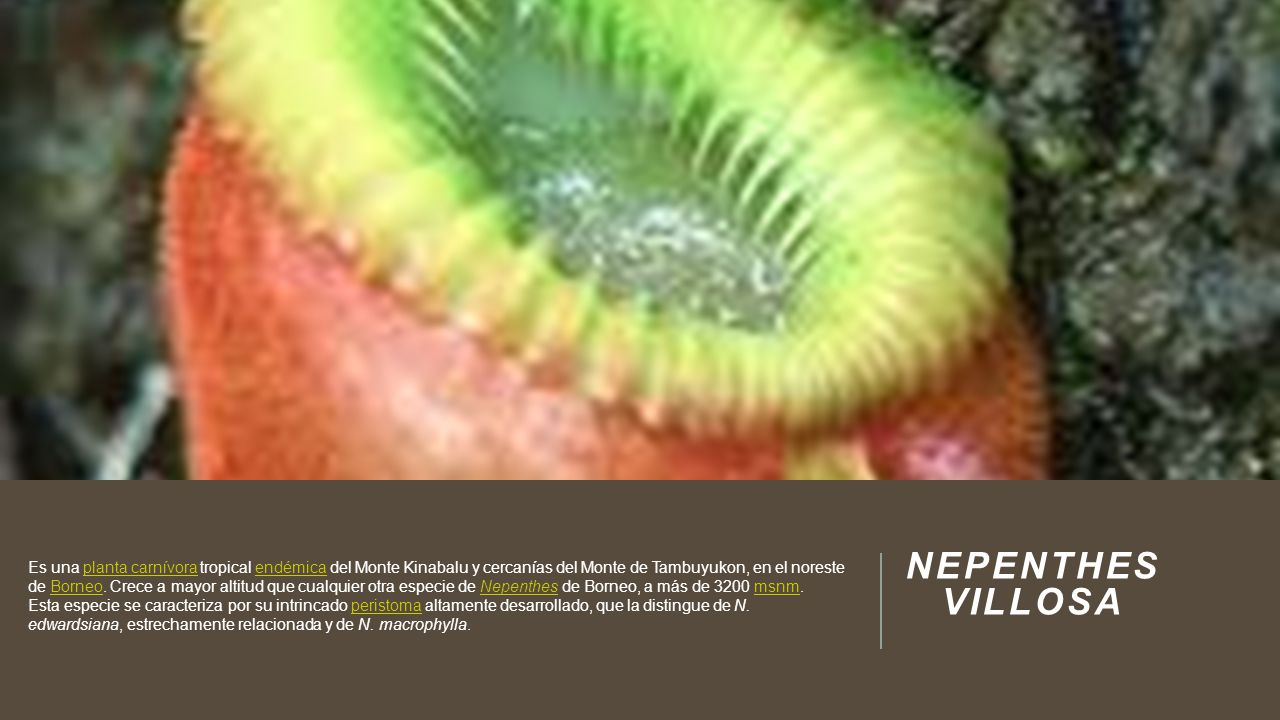 Es una planta carnívora tropical endémica del Monte Kinabalu y cercanías del Monte de Tambuyukon, en el noreste de Borneo. Crece a mayor altitud que cualquier otra especie de Nepenthes de Borneo, a más de 3200 msnm. Esta especie se caracteriza por su intrincado peristoma altamente desarrollado, que la distingue de N. edwardsiana, estrechamente relacionada y de N. macrophylla.