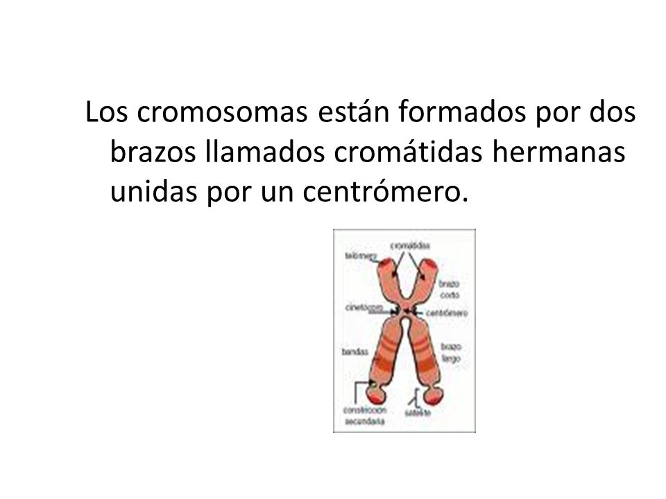 Los cromosomas están formados por dos brazos llamados cromátidas hermanas unidas por un centrómero.
