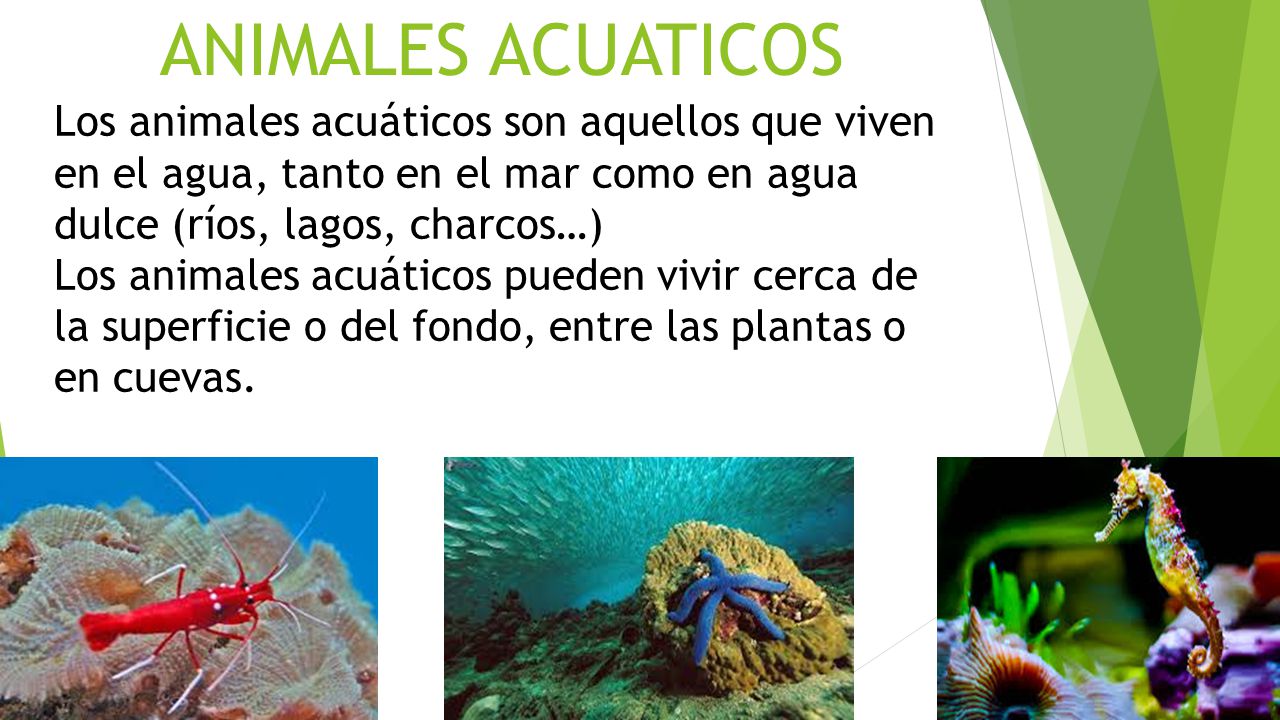 ANIMALES ACUATICOS Los animales acuáticos son aquellos que viven en el agua, tanto en el mar como en agua dulce (ríos, lagos, charcos…)