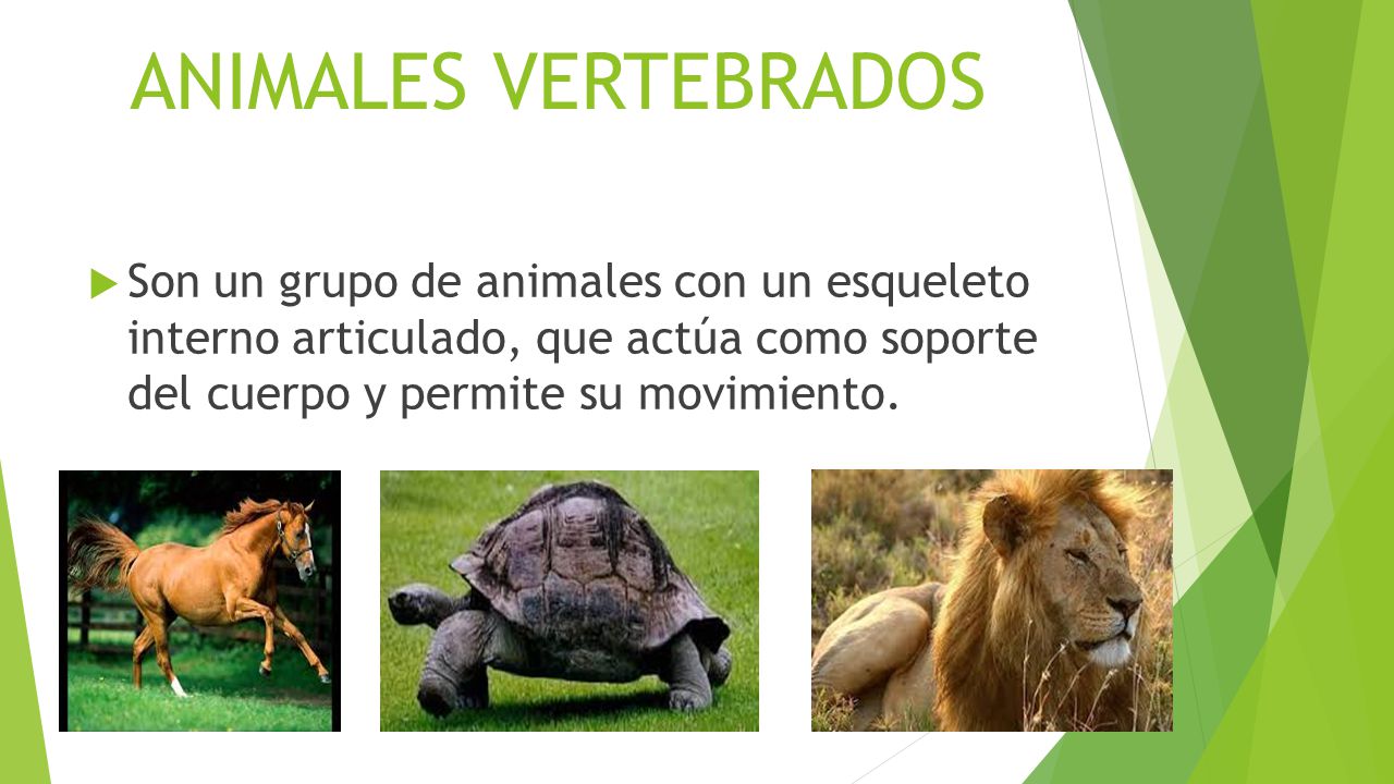 ANIMALES VERTEBRADOS Son un grupo de animales con un esqueleto interno articulado, que actúa como soporte del cuerpo y permite su movimiento.