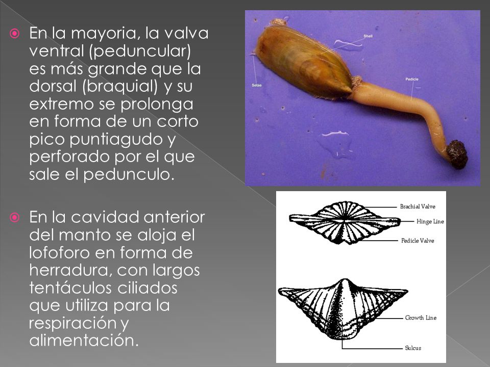 En la mayoria, la valva ventral (peduncular) es más grande que la dorsal (braquial) y su extremo se prolonga en forma de un corto pico puntiagudo y perforado por el que sale el pedunculo.