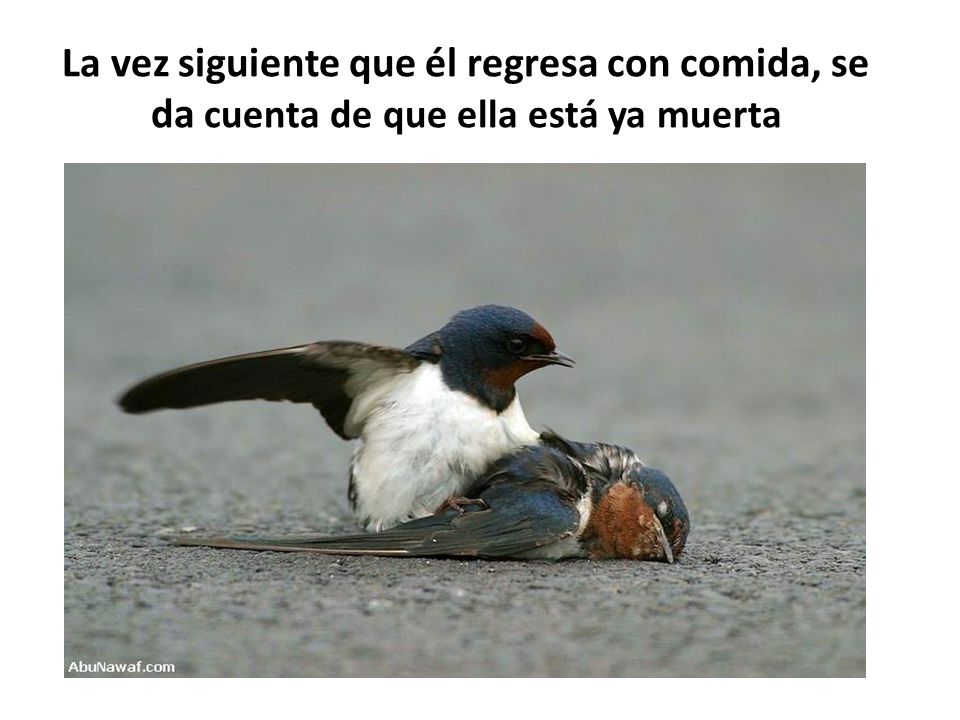 La vez siguiente que él regresa con comida, se da cuenta de que ella está ya muerta