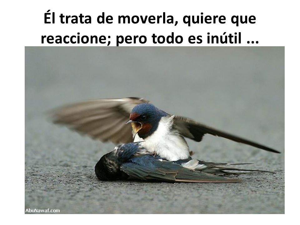 Él trata de moverla, quiere que reaccione; pero todo es inútil ...