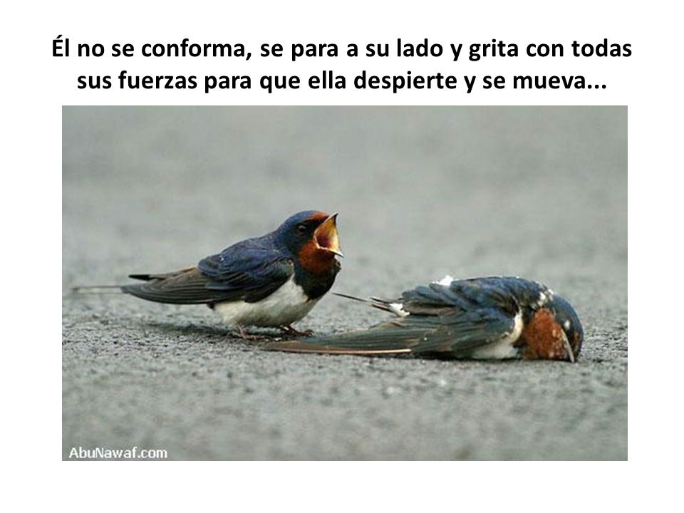 Él no se conforma, se para a su lado y grita con todas sus fuerzas para que ella despierte y se mueva...