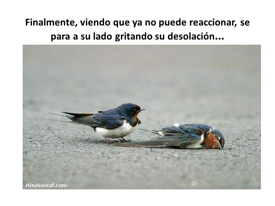 Finalmente, viendo que ya no puede reaccionar, se para a su lado gritando su desolación...