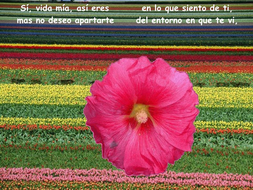 Sí, vida mía, así eres en lo que siento de ti,