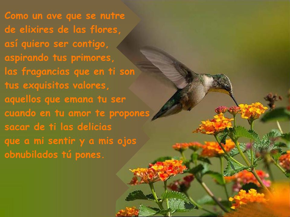 Como un ave que se nutre de elixires de las flores, así quiero ser contigo, aspirando tus primores,