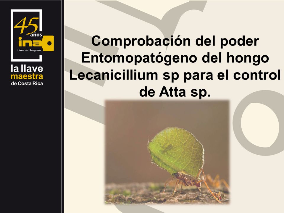 Comprobación del poder Entomopatógeno del hongo Lecanicillium sp para el control de Atta sp.