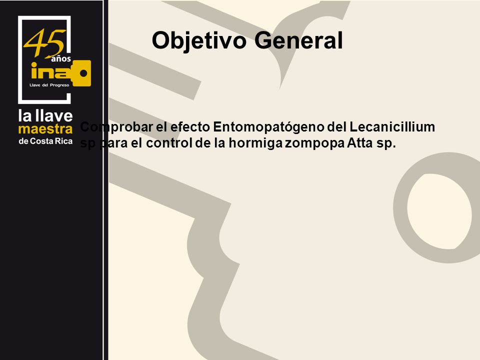 Objetivo General Comprobar el efecto Entomopatógeno del Lecanicillium sp para el control de la hormiga zompopa Atta sp.