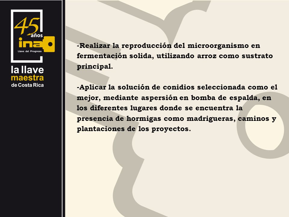 -Realizar la reproducción del microorganismo en fermentación solida, utilizando arroz como sustrato principal.