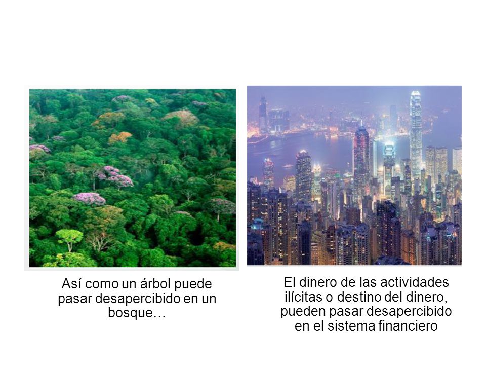 Así como un árbol puede pasar desapercibido en un bosque…