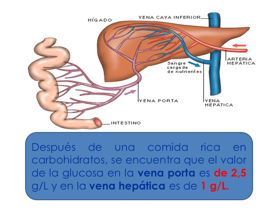Después de una comida rica en carbohidratos, se encuentra que el valor de la glucosa en la vena porta es de 2,5 g/L y en la vena hepática es de 1 g/L.