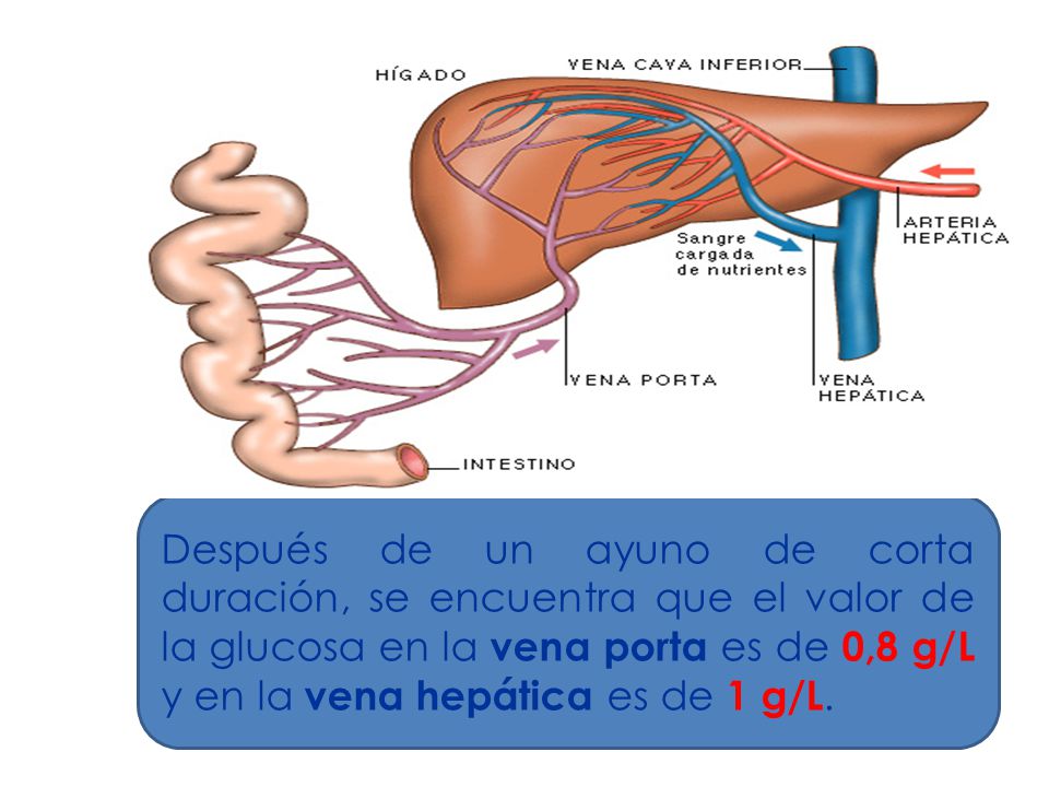 Después de un ayuno de corta duración, se encuentra que el valor de la glucosa en la vena porta es de 0,8 g/L y en la vena hepática es de 1 g/L.