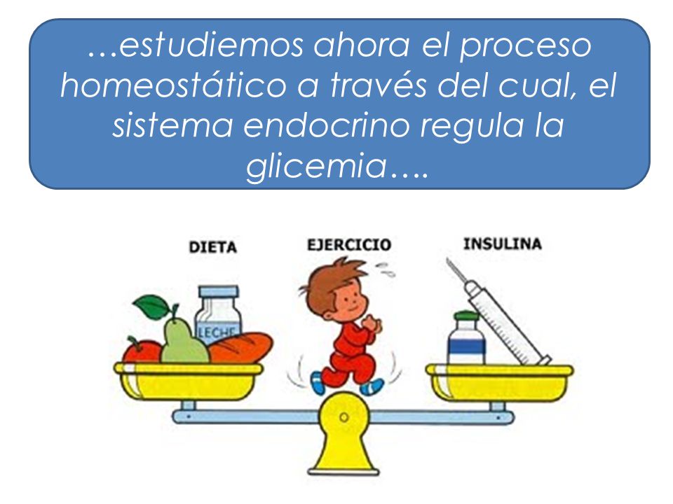 …estudiemos ahora el proceso homeostático a través del cual, el sistema endocrino regula la glicemia….