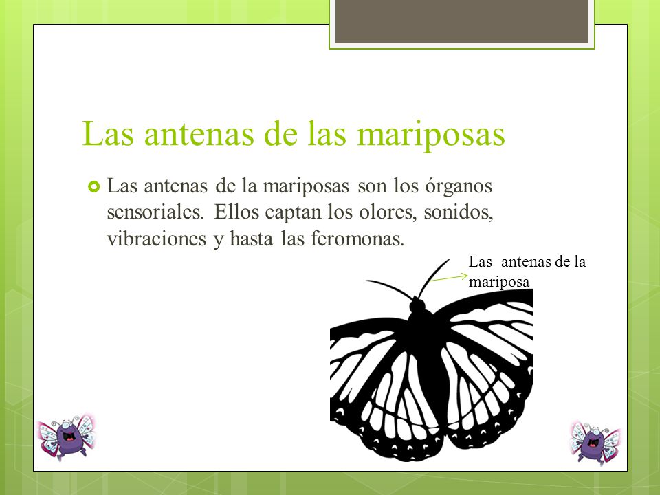 Las etapas de la Mariposa - ppt video online descargar