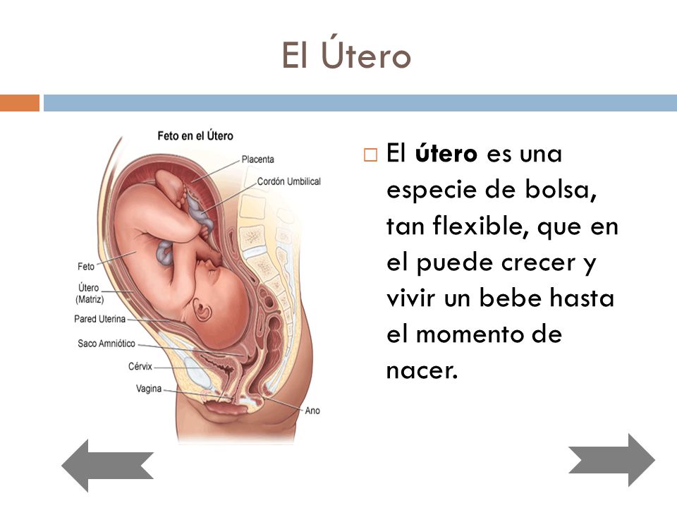 El Útero El útero es una especie de bolsa, tan flexible, que en el puede crecer y vivir un bebe hasta el momento de nacer.