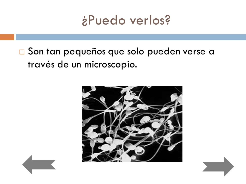 ¿Puedo verlos Son tan pequeños que solo pueden verse a través de un microscopio.