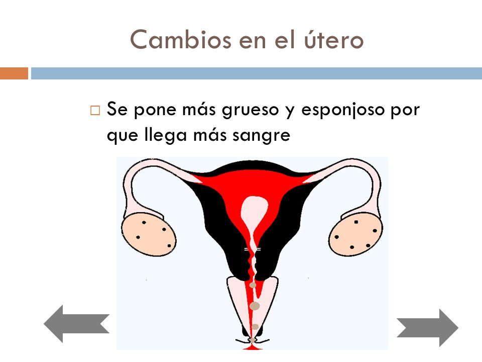 Cambios en el útero Se pone más grueso y esponjoso por que llega más sangre