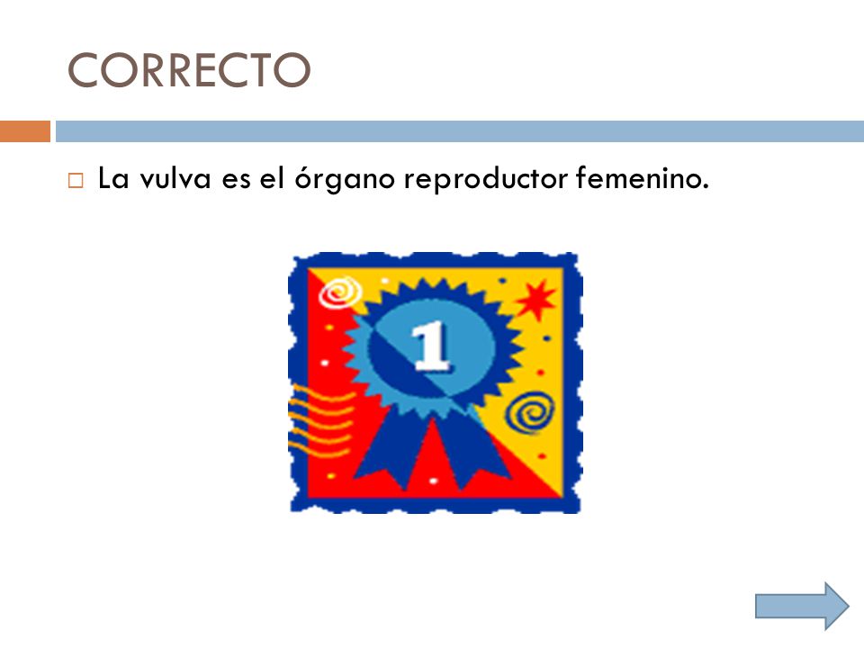 CORRECTO La vulva es el órgano reproductor femenino.